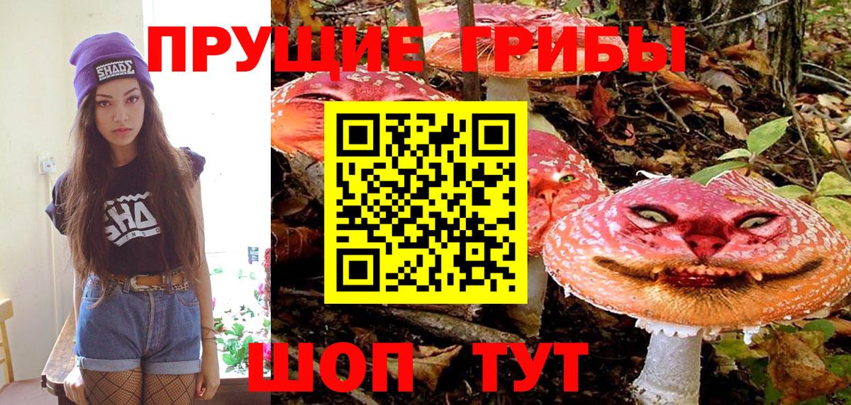 продажа наркотиков  Вход с VPN  Галлюциногенные грибы прущие грибы  Гурьевск  Псилоцибиновые грибы GOLDEN TEACHER 